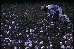 Color photo of a woman picking cotton